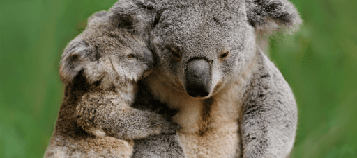 Animal Justice Party