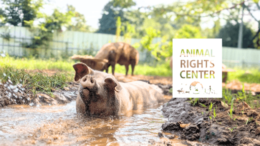 Animal Rights Center Japan (ARCJ)