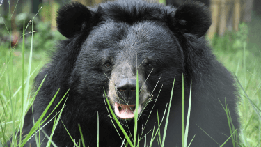 Animals Asia Foundation