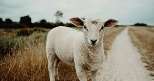 Animals Now
