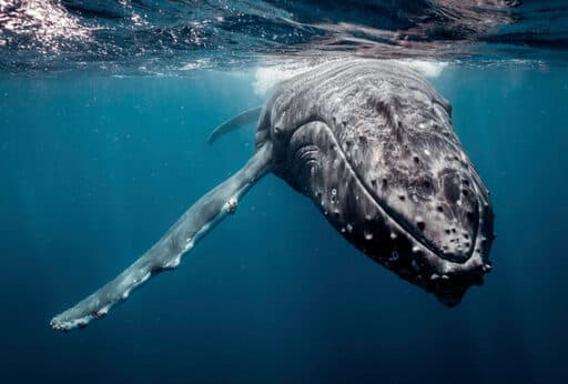 Sea Shepherd Deutschland e.V.