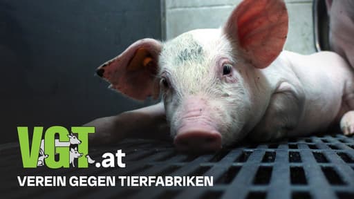 VGT - Verein gegen Tierfabriken