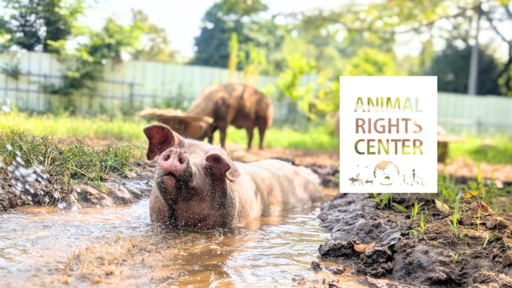Animal Rights Center Japan (ARCJ)
