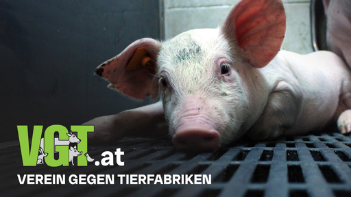 VGT - Verein gegen Tierfabriken